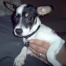 {petName}, a Black, White CHIHUAHUA SH / MIX Dog
