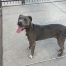 Image of lost pet: Lady, a Dark-grey Blue nose pit Dog