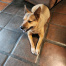 LITTLE DOG