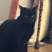 Eris, a Black Bombay Cat