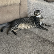 Wilson, a Light-grey, Dark-grey, Black, White Domestic Shorthair Cat