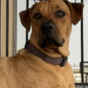 Clarice, a Tan Rhodesian Ridgeback Mix Dog