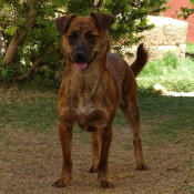 Kona, a Brown, Black, Dark-brown, Cream All-American, Mix Dog