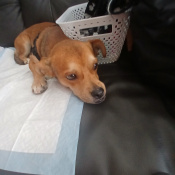 Goku, a Fawn, Golden, Tan, Yellow, Cream, Beige, White Chihuahua Mix Dog