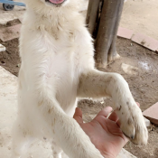 Image of lost pet: Louie, a White, Tan Australian Shepherd mix Dog
