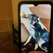 Baby, a Black/Tan Miniature Pinscher Dog