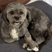 Rexi, a Dark-grey, Light-grey, Black Havanese Shih Tzu Dog