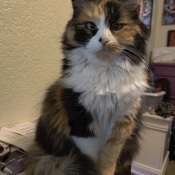 Lost Pet Image.