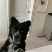 Mole, a Black, White Husky and German Shepard mix Dog