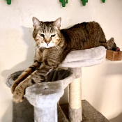 Harley, a Tan, Black, Orange, Apricot, Brown Tabby Cat