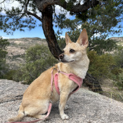 Maggie, a Apricot, Golden, Cream, Tan Chihuahua (Short Coat) Dog