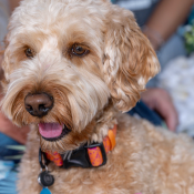 Quinn, a Apricot Labradoodle (Labrador Retriever + Poodle) Dog
