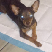 Little, a Black and Tan Chihuahua (Short Coat) Dog
