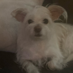 %name%, a %color% %breed% %type%