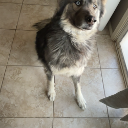 {petName}, a Unknown Norwegian Elkhound Dog