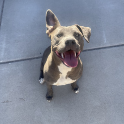 %name%, a %color% %breed% %type%