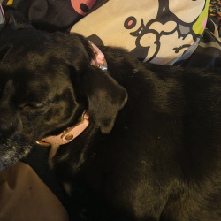 {petName}, a Black Chihuahua Dog