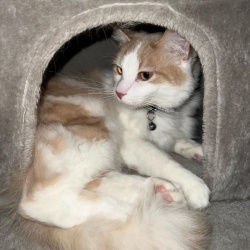 Kacper, a White, Tan Domestic Longhair Cat