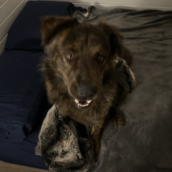 {petName}, a Red, Rust, Orange, Tan, Light-brown, Brown, Dark-brown German Shepherd Mix Dog