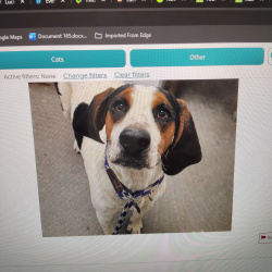 {petName}, a White, Black, Brown Coonhound (Black and Tan) Dog
