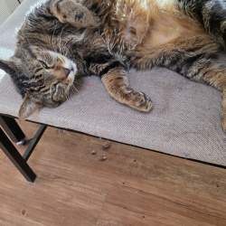 {petName}, a Grey, Chocolate, Brown Tabby Cat