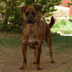 {petName}, a Brown, Black, Dark-brown, Cream All-American, Mix Dog