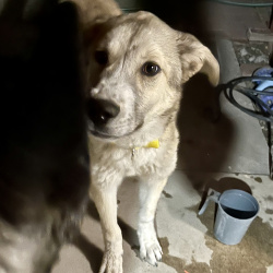 {petName}, a Beige, Grey, Cream, Light-brown Great Pyrenees Mix Dog