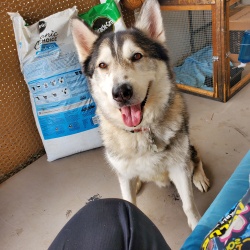 Malachi, a Black, Dark-grey, Light-grey, White Alaskan Malamute Dog