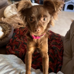Rey, a Brown Chihuahua (Long Coat) Dog