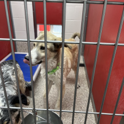 {petName}, a Beige, Grey, Cream, Light-brown Great Pyrenees Mix Dog