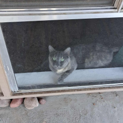 {petName}, a Light-grey russian blue + calico Cat