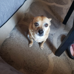 {petName}, a Tan Chihuahua (Long Coat) Dog