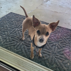 %name%, a %color% %breed% %type%