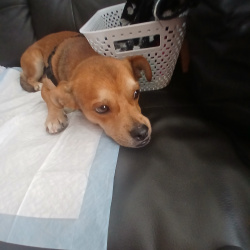 {petName}, a Fawn, Golden, Tan, Yellow, Cream, Beige, White Chihuahua Mix Dog