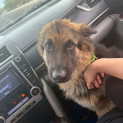 {petName}, a Black, Tan German Shepherd Dog