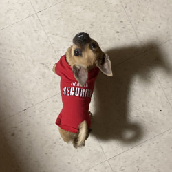%name%, a %color% %breed% %type%
