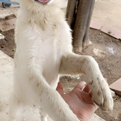 Louie, a White, Tan Australian Shepherd mix Dog