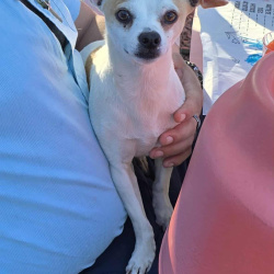 {petName}, a white and tan Chihuahua (Short Coat) Dog