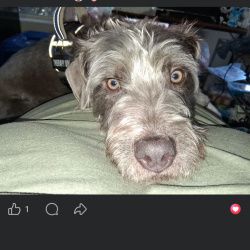 {petName}, a Grey, Light-grey, White Wire Fox Terrier Mix Dog