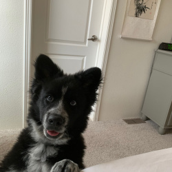 {petName}, a Black, White Husky and German Shepard mix Dog