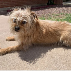 %name%, a %color% %breed% %type%