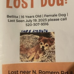 image of lost pet
