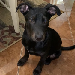 Pluto, a Black Retriever (Labrador) Dog