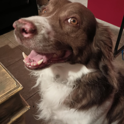 %name%, a %color% %breed% %type%