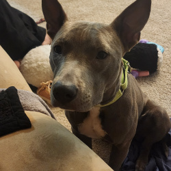 %name%, a %color% %breed% %type%