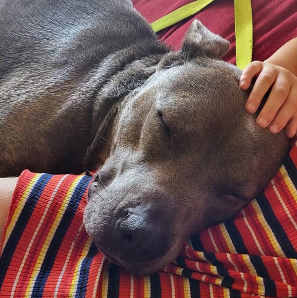Precious the dog