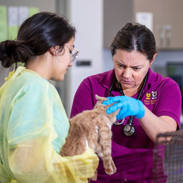 Pima Animal Care Friends of PACC helping animals